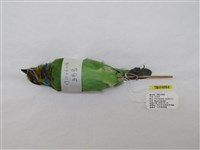 藏品(五色鳥)的圖片